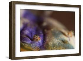 Close-Up View of a Ladybug Amphipod, Cyproidea Species-Stocktrek Images-Framed Photographic Print