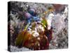 Close-up View of a Mantis Shrimp, Papua New Guinea-Stocktrek Images-Stretched Canvas