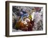 Close-up View of a Mantis Shrimp, Papua New Guinea-Stocktrek Images-Framed Photographic Print