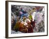 Close-up View of a Mantis Shrimp, Papua New Guinea-Stocktrek Images-Framed Photographic Print