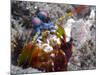 Close-up View of a Mantis Shrimp, Papua New Guinea-Stocktrek Images-Mounted Photographic Print