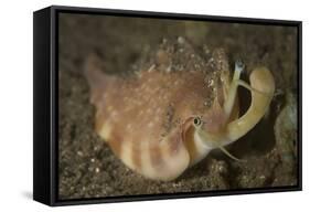 Close-Up View of a Vomer Conch with Eye Stalks and Mouth Extended-Stocktrek Images-Framed Stretched Canvas