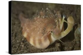 Close-Up View of a Vomer Conch with Eye Stalks and Mouth Extended-Stocktrek Images-Stretched Canvas