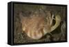 Close-Up View of a Vomer Conch with Eye Stalks and Mouth Extended-Stocktrek Images-Framed Stretched Canvas