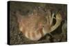 Close-Up View of a Vomer Conch with Eye Stalks and Mouth Extended-Stocktrek Images-Stretched Canvas