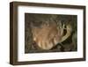 Close-Up View of a Vomer Conch with Eye Stalks and Mouth Extended-Stocktrek Images-Framed Photographic Print