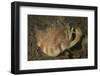 Close-Up View of a Vomer Conch with Eye Stalks and Mouth Extended-Stocktrek Images-Framed Photographic Print