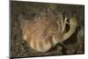 Close-Up View of a Vomer Conch with Eye Stalks and Mouth Extended-Stocktrek Images-Mounted Photographic Print