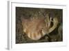 Close-Up View of a Vomer Conch with Eye Stalks and Mouth Extended-Stocktrek Images-Framed Photographic Print