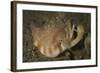 Close-Up View of a Vomer Conch with Eye Stalks and Mouth Extended-Stocktrek Images-Framed Photographic Print