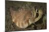 Close-Up View of a Vomer Conch with Eye Stalks and Mouth Extended-Stocktrek Images-Mounted Photographic Print