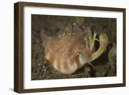 Close-Up View of a Vomer Conch with Eye Stalks and Mouth Extended-Stocktrek Images-Framed Photographic Print