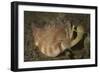 Close-Up View of a Vomer Conch with Eye Stalks and Mouth Extended-Stocktrek Images-Framed Photographic Print