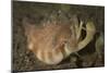 Close-Up View of a Vomer Conch with Eye Stalks and Mouth Extended-Stocktrek Images-Mounted Photographic Print