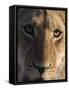 Close up view of a young lion (Panthera leo), Botswana, Africa-Sergio Pitamitz-Framed Stretched Canvas