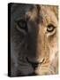 Close up view of a young lion (Panthera leo), Botswana, Africa-Sergio Pitamitz-Stretched Canvas
