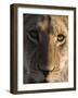 Close up view of a young lion (Panthera leo), Botswana, Africa-Sergio Pitamitz-Framed Photographic Print