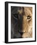 Close up view of a young lion (Panthera leo), Botswana, Africa-Sergio Pitamitz-Framed Photographic Print