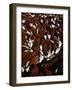 Close Up View of Cattle Drive at Trinchera Ranch-Loomis Dean-Framed Photographic Print