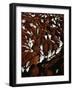 Close Up View of Cattle Drive at Trinchera Ranch-Loomis Dean-Framed Photographic Print