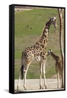 Close up View of Giraffe Staying near Tree and Eating-trubach-Framed Stretched Canvas