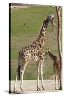 Close up View of Giraffe Staying near Tree and Eating-trubach-Stretched Canvas