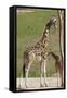 Close up View of Giraffe Staying near Tree and Eating-trubach-Framed Stretched Canvas