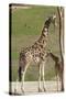 Close up View of Giraffe Staying near Tree and Eating-trubach-Stretched Canvas