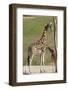 Close up View of Giraffe Staying near Tree and Eating-trubach-Framed Photographic Print