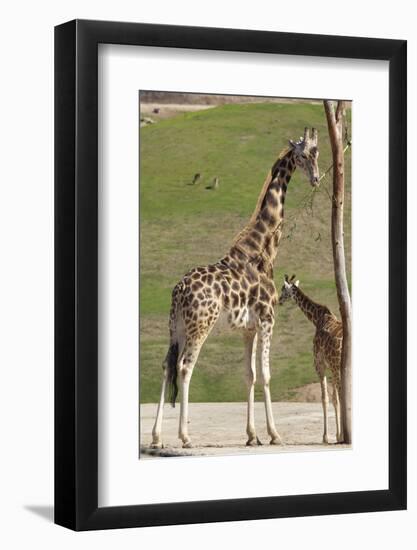 Close up View of Giraffe Staying near Tree and Eating-trubach-Framed Photographic Print