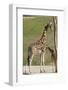 Close up View of Giraffe Staying near Tree and Eating-trubach-Framed Photographic Print