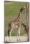 Close up View of Giraffe Staying near Tree and Eating-trubach-Mounted Photographic Print