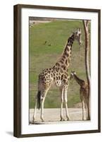 Close up View of Giraffe Staying near Tree and Eating-trubach-Framed Photographic Print