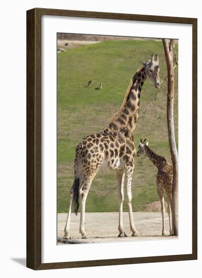 Close up View of Giraffe Staying near Tree and Eating-trubach-Framed Photographic Print