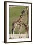 Close up View of Giraffe Staying near Tree and Eating-trubach-Framed Photographic Print