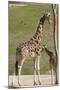 Close up View of Giraffe Staying near Tree and Eating-trubach-Mounted Photographic Print