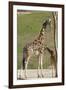 Close up View of Giraffe Staying near Tree and Eating-trubach-Framed Photographic Print