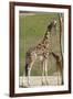 Close up View of Giraffe Staying near Tree and Eating-trubach-Framed Photographic Print