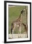 Close up View of Giraffe Staying near Tree and Eating-trubach-Framed Photographic Print