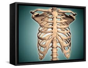 Close-Up View of Human Rib Cage-null-Framed Stretched Canvas