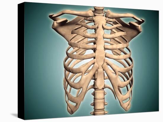 Close-Up View of Human Rib Cage-null-Stretched Canvas