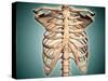 Close-Up View of Human Rib Cage-null-Stretched Canvas