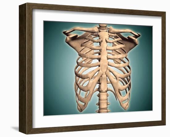 Close-Up View of Human Rib Cage-null-Framed Art Print