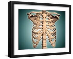 Close-Up View of Human Rib Cage-null-Framed Art Print