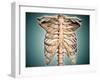 Close-Up View of Human Rib Cage-null-Framed Art Print