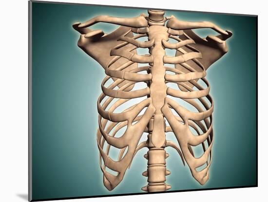 Close-Up View of Human Rib Cage-null-Mounted Art Print