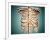 Close-Up View of Human Rib Cage-null-Framed Art Print