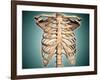 Close-Up View of Human Rib Cage-null-Framed Art Print