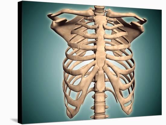 Close-Up View of Human Rib Cage-null-Stretched Canvas