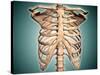 Close-Up View of Human Rib Cage-null-Stretched Canvas